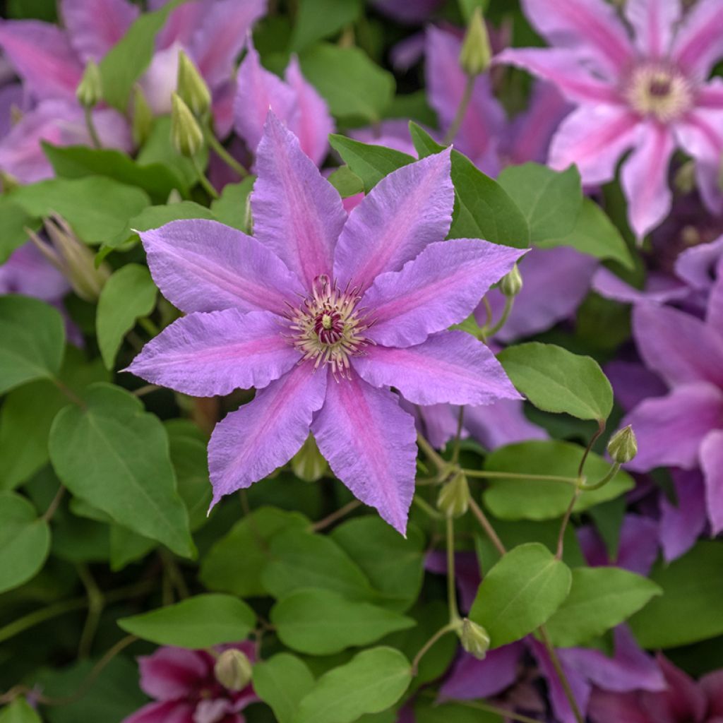 Clematis Tumaini - Grootbloemige bosrank