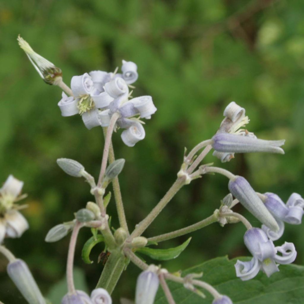 Clematis stans - Struikclematis