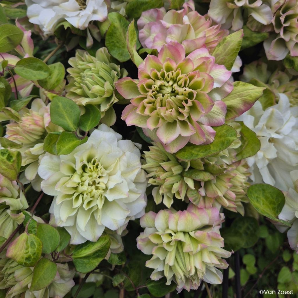 Clematis Spring Passion - Grootbloemige clematis
