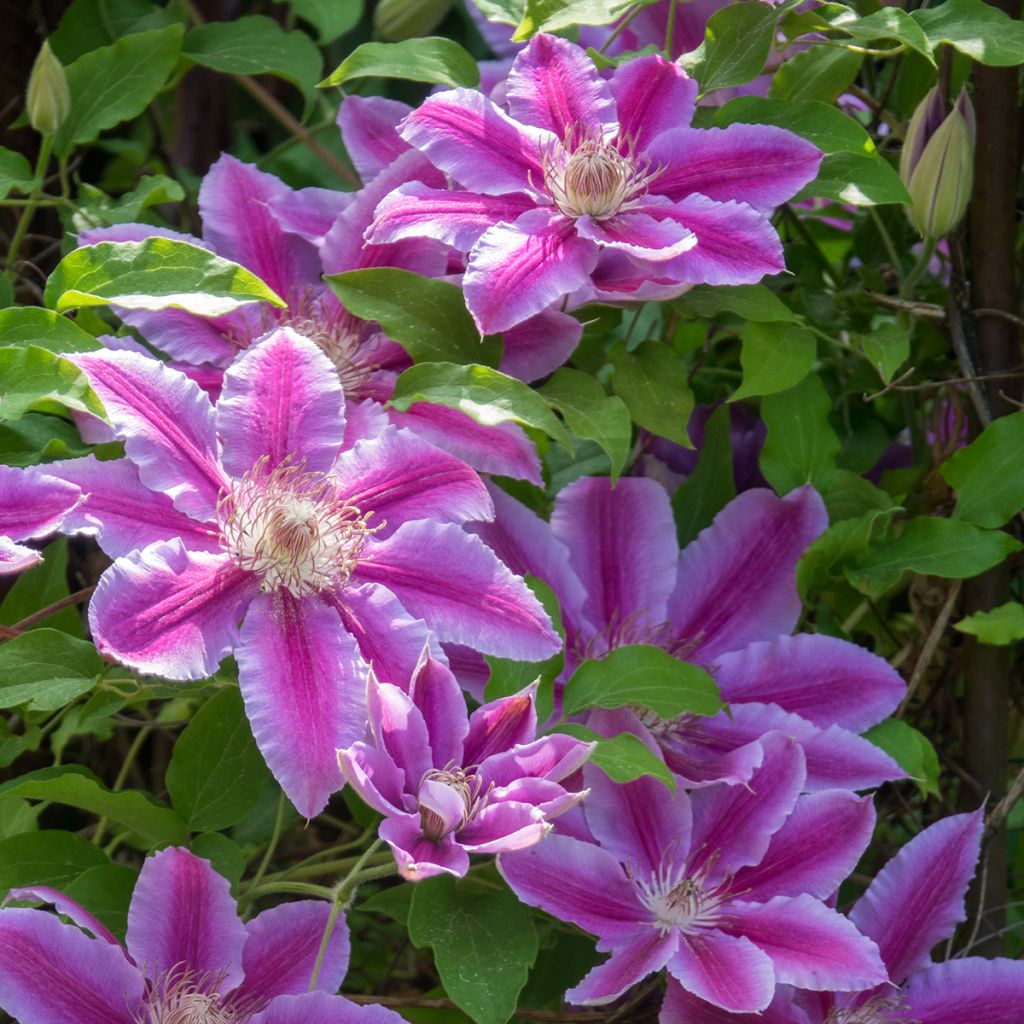 Clematis patens Docteur Ruppel - Bosrank