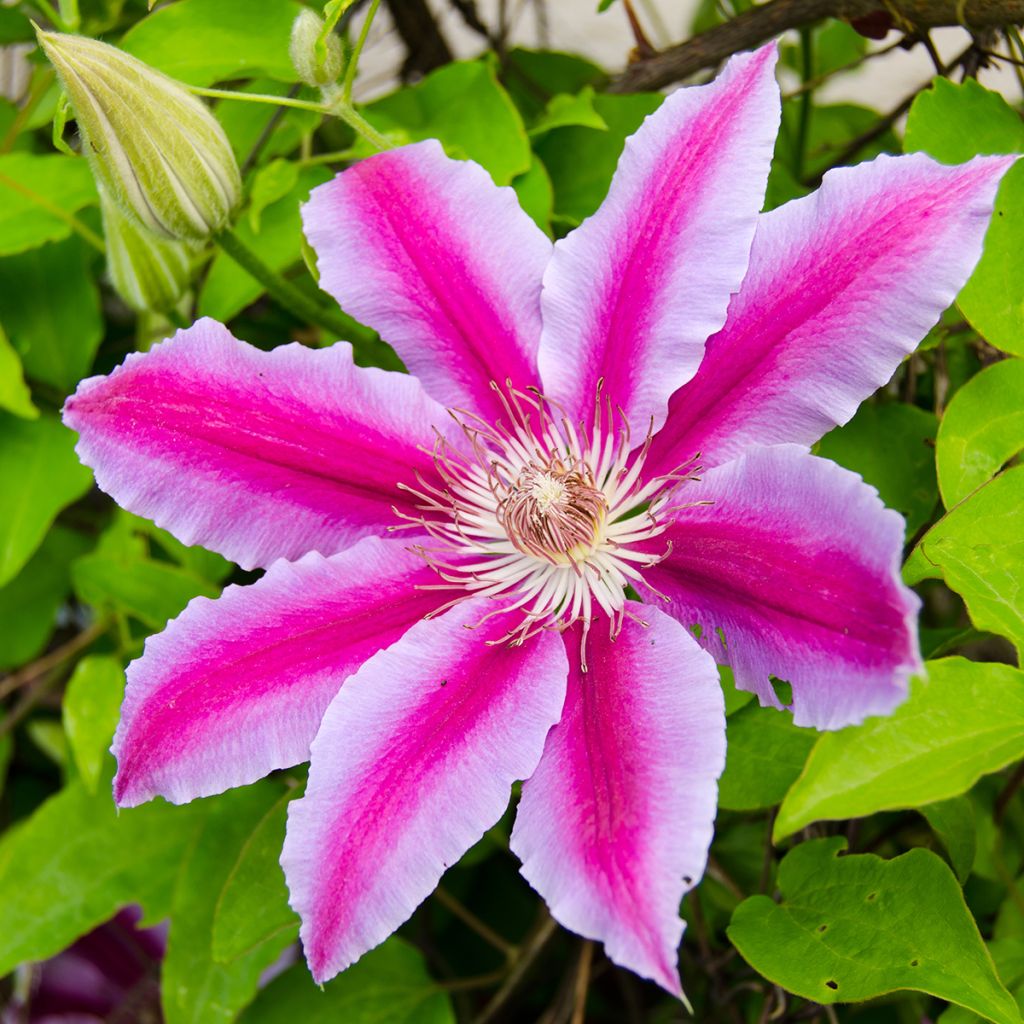 Clematis patens Docteur Ruppel - Bosrank