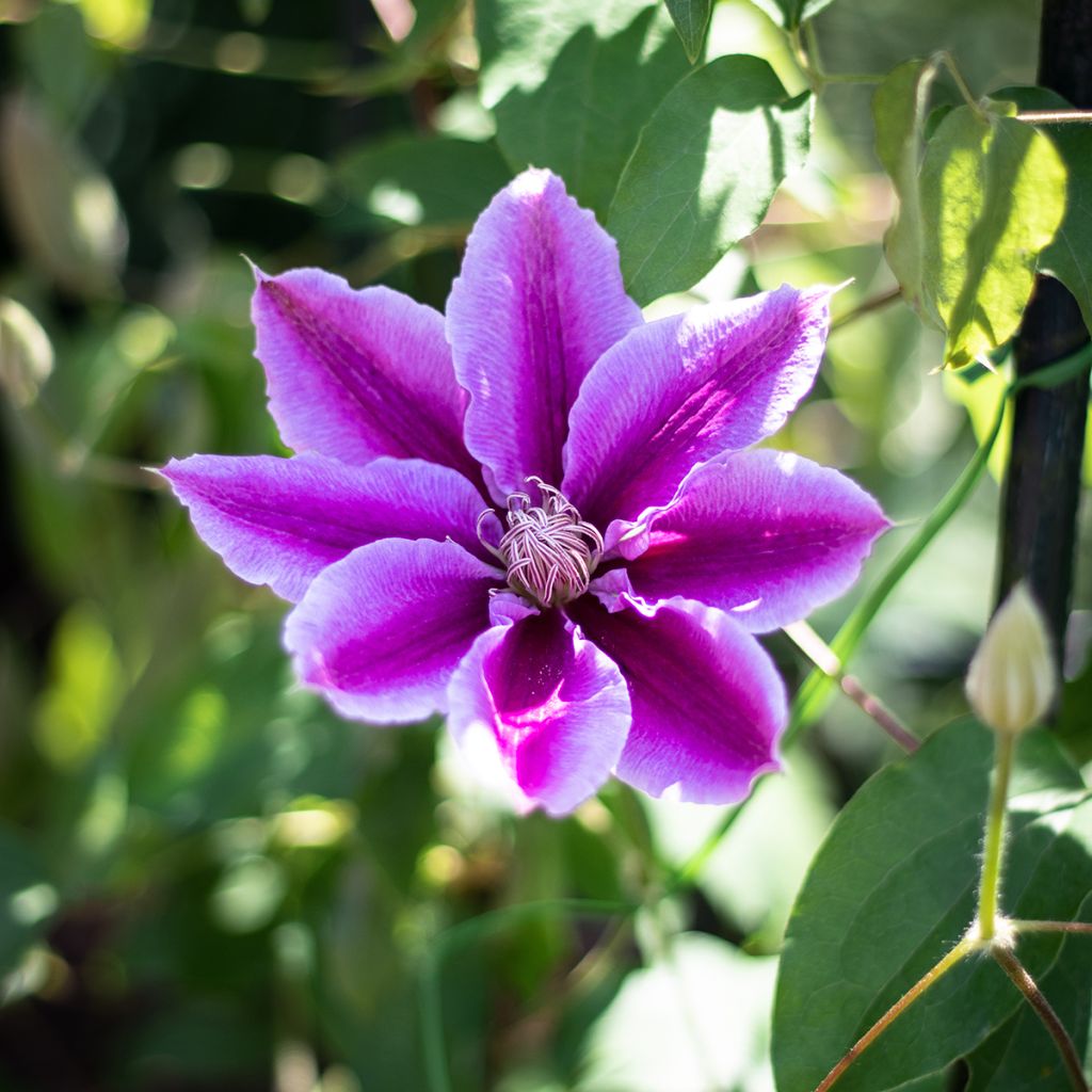 Clematis patens Docteur Ruppel - Bosrank