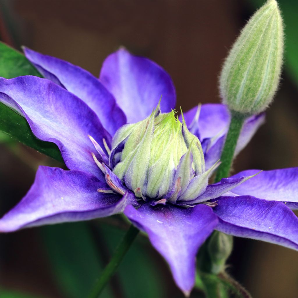 Clematis patens Multi Blue - Bosrank