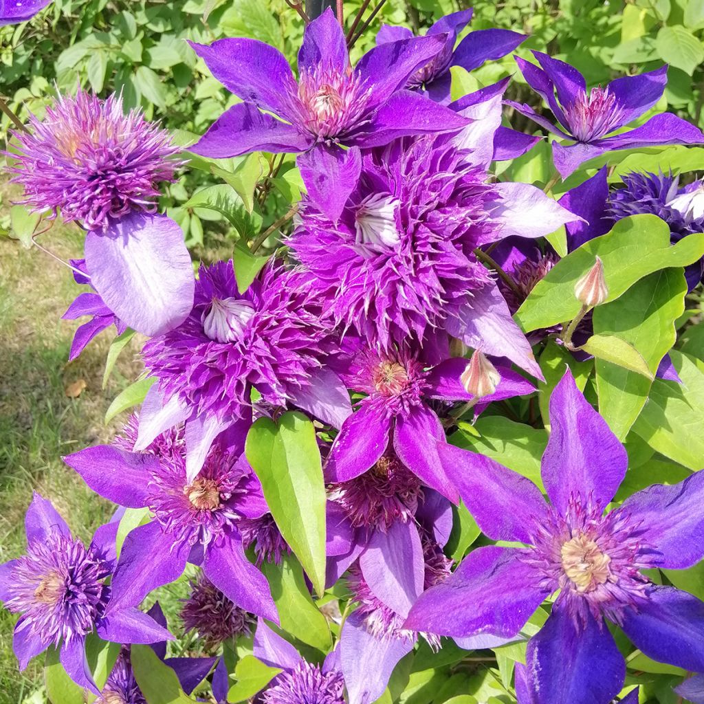 Clematis patens Multi Blue - Bosrank