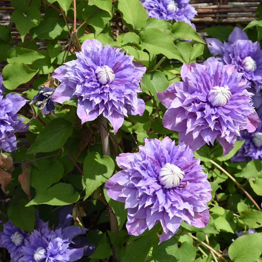 Clematis patens Multi Blue - Bosrank