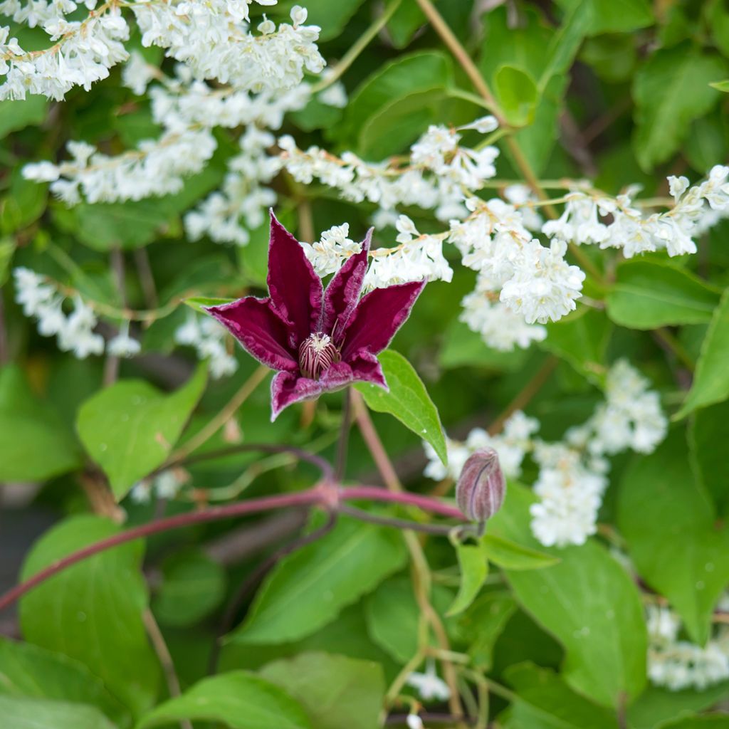 Clematis Rouge Cardinal - Bosrank