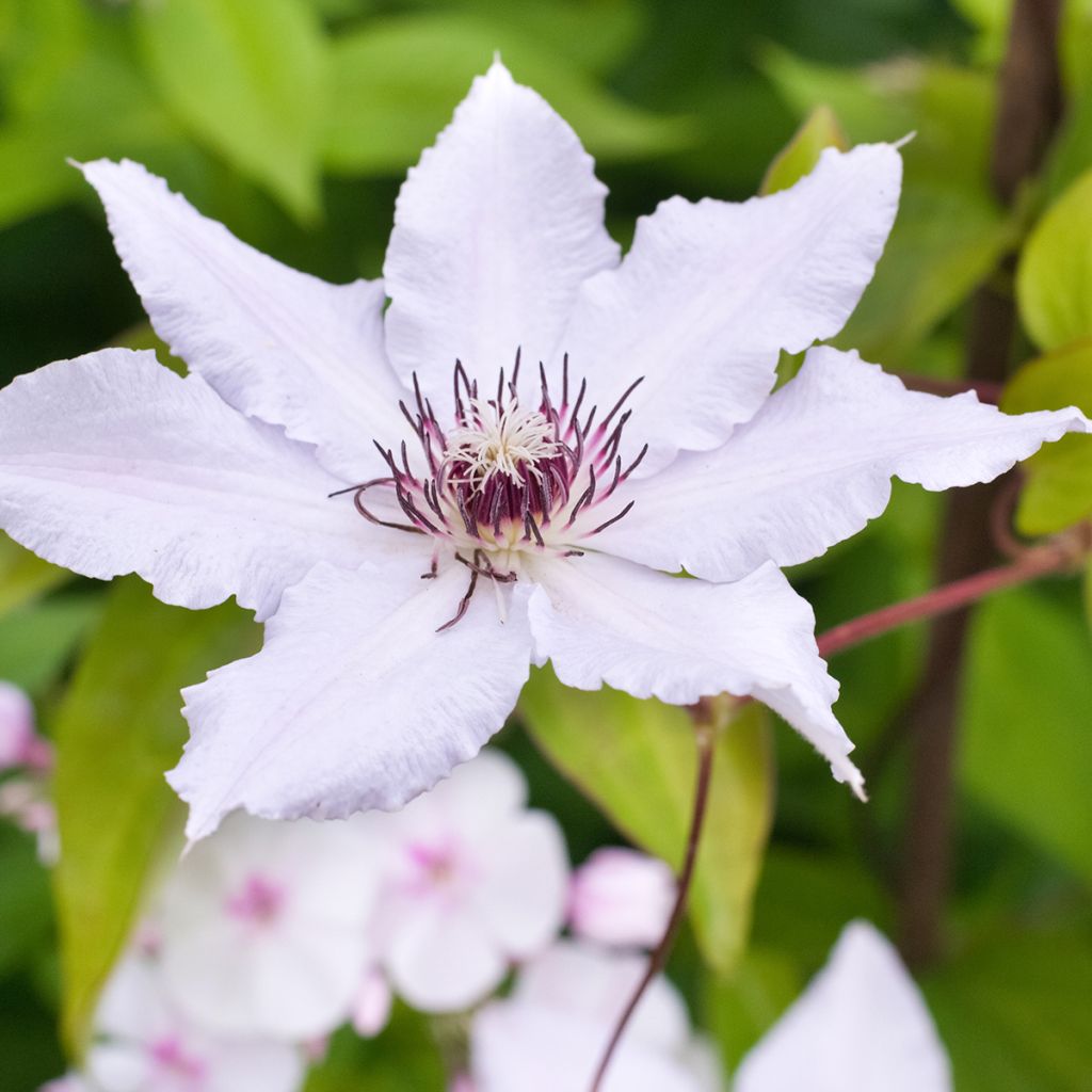 Clematis patens Snow Queen - Bosrank