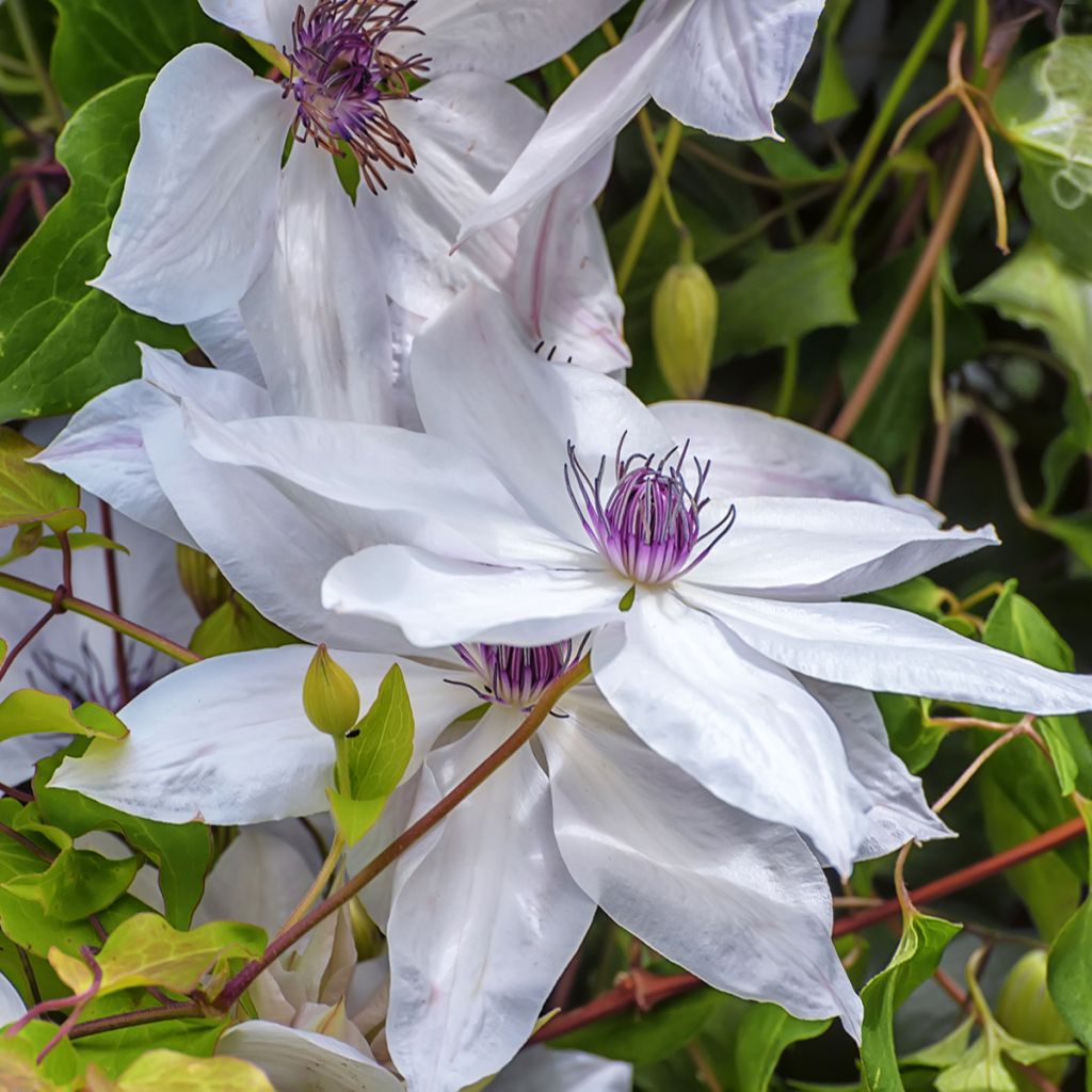 Clematis patens Snow Queen - Bosrank