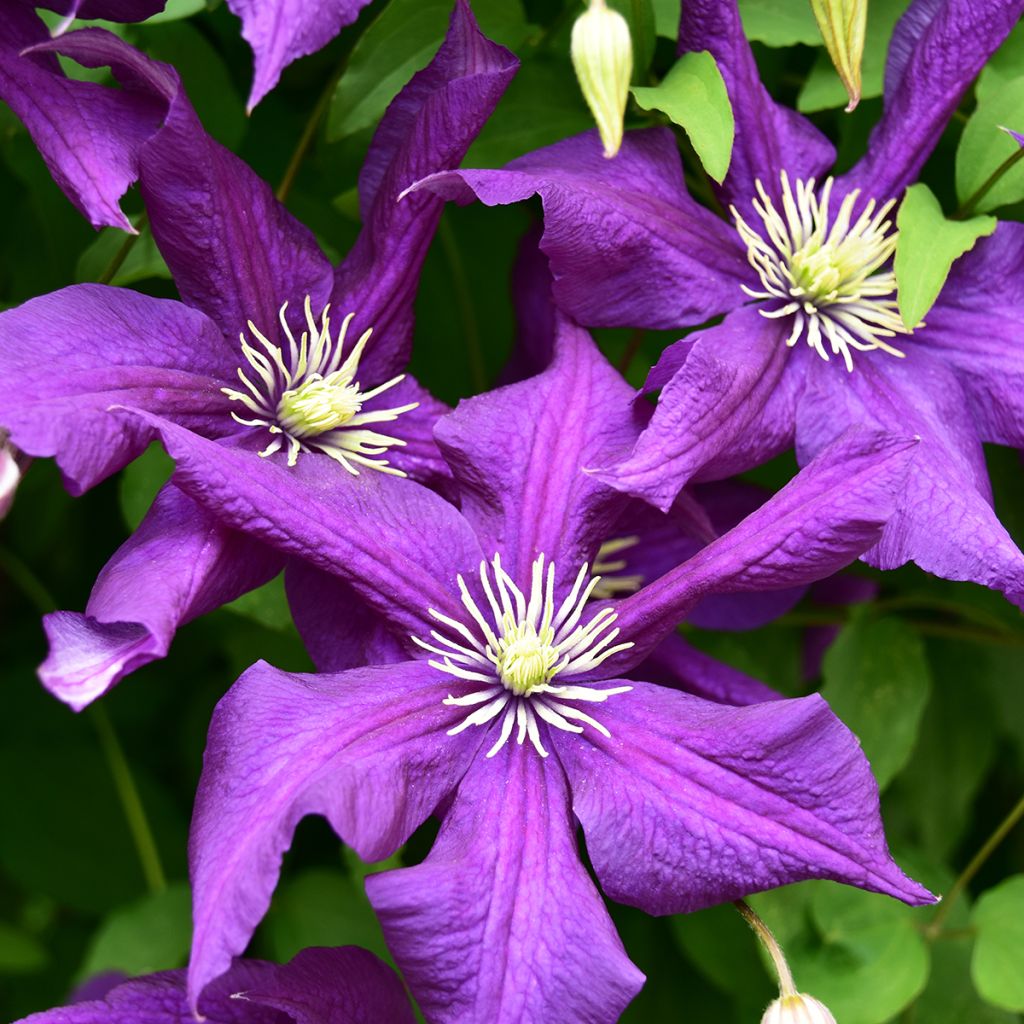 Clematis viticella Aotearoa - Italiaanse clematis