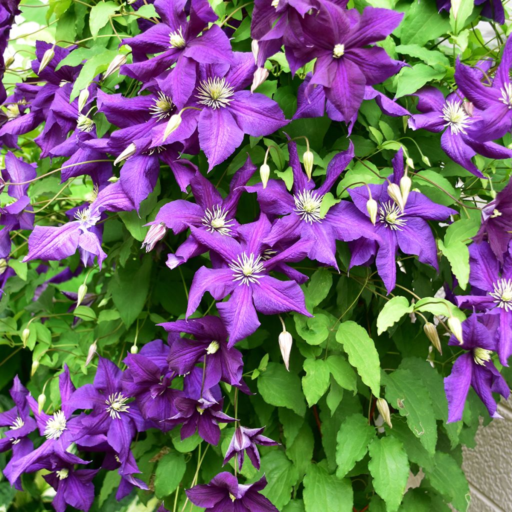 Clematis viticella Aotearoa - Italiaanse clematis