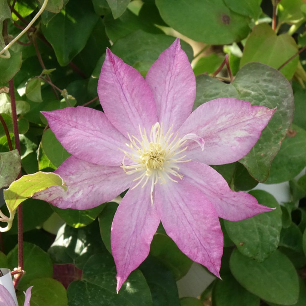 Clematis Asao - Grootbloemige clematis