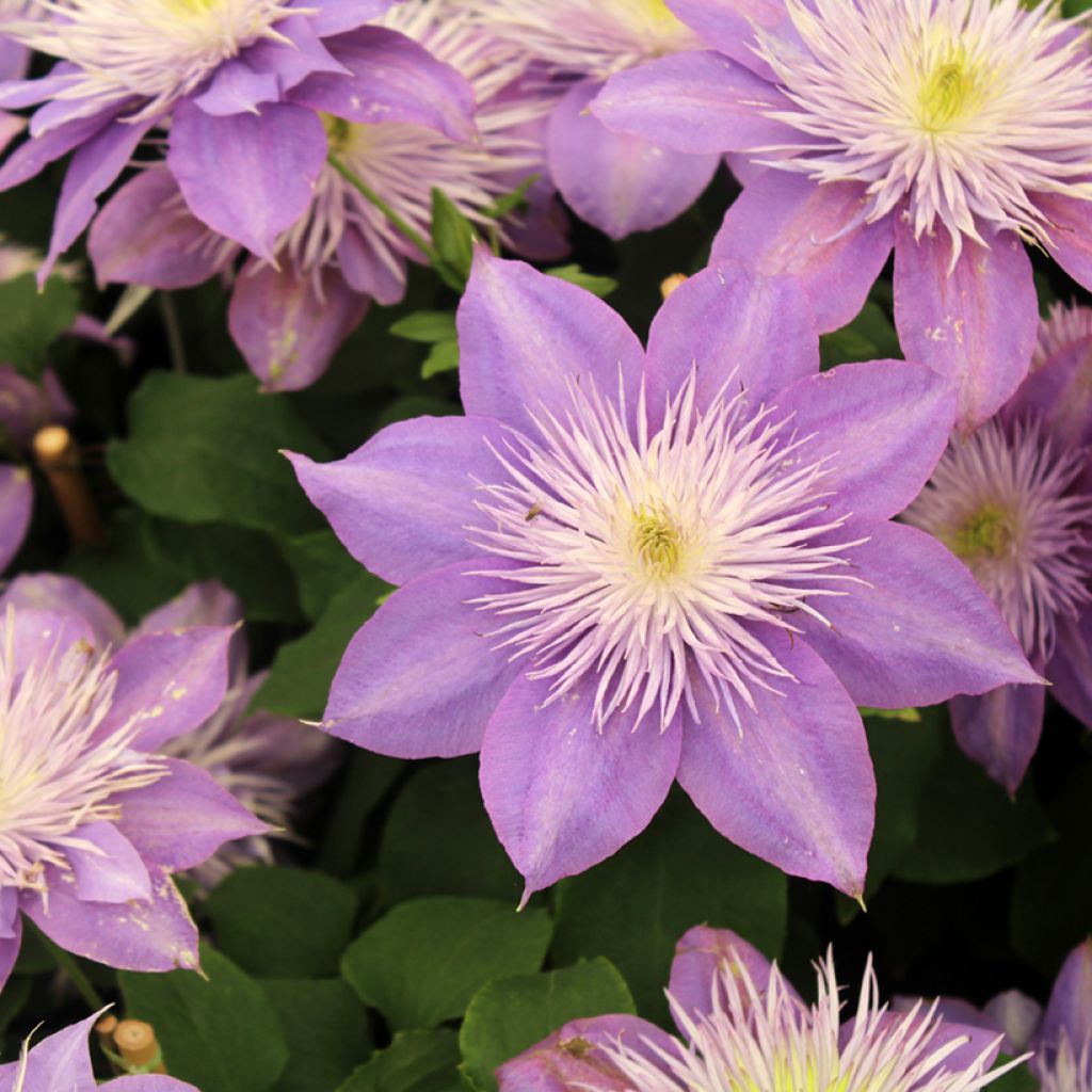 Clematis patens Crystal Fountain - Bosrank