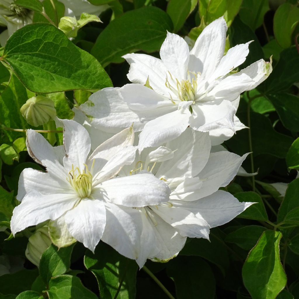 Clematis patens Dancing Dorien Zodado - Bosrank