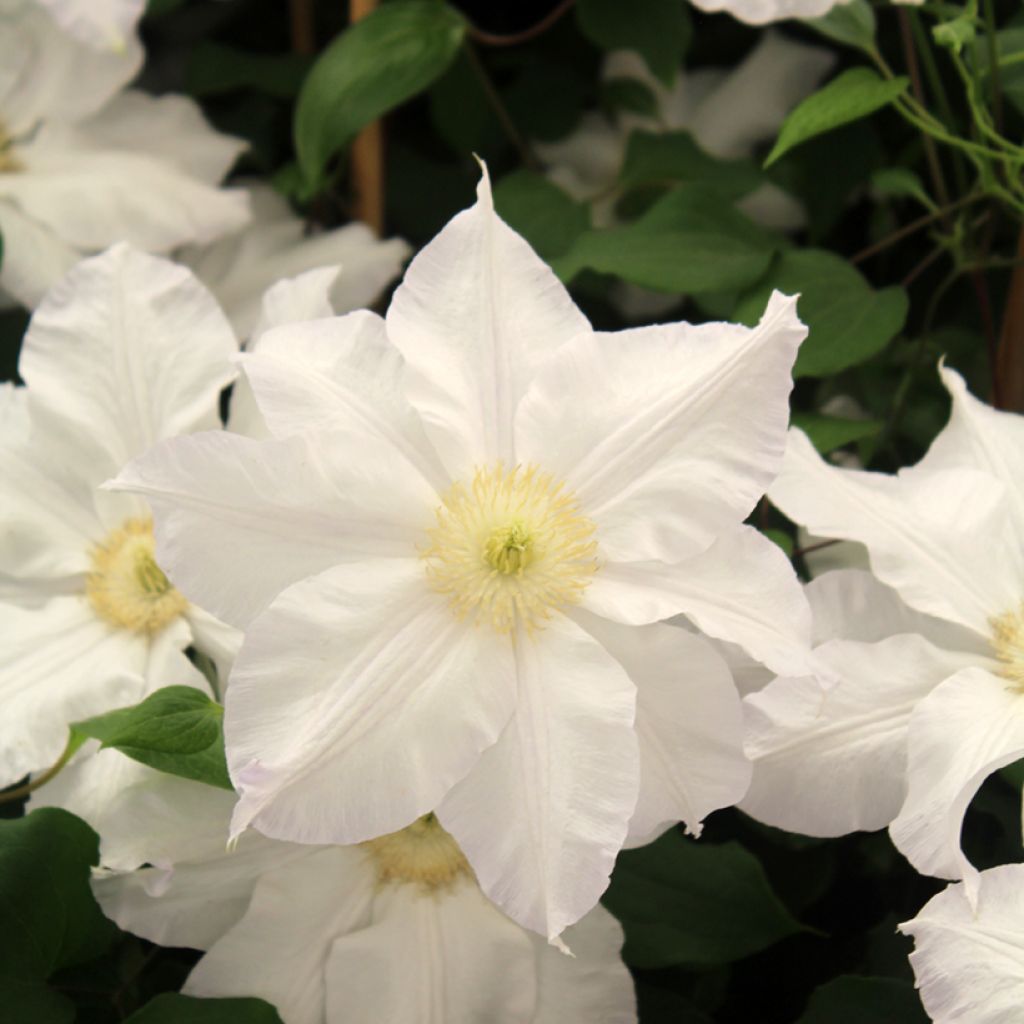 Clematis Ice Blue - Clématite