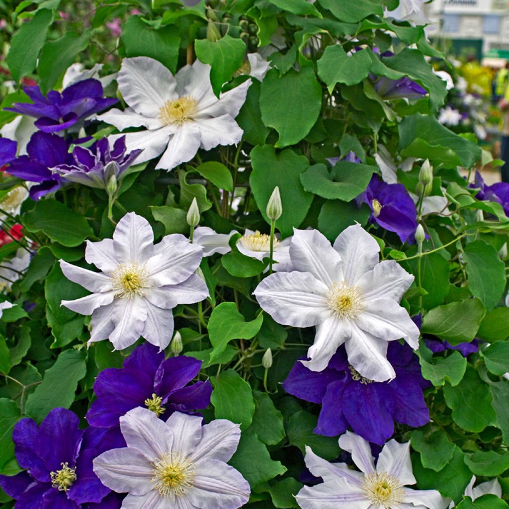 Clematis Ice Blue - Clématite