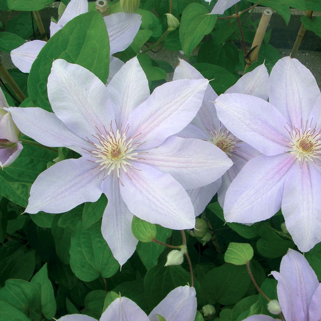 Clématite - Clematis Peveril Pearl