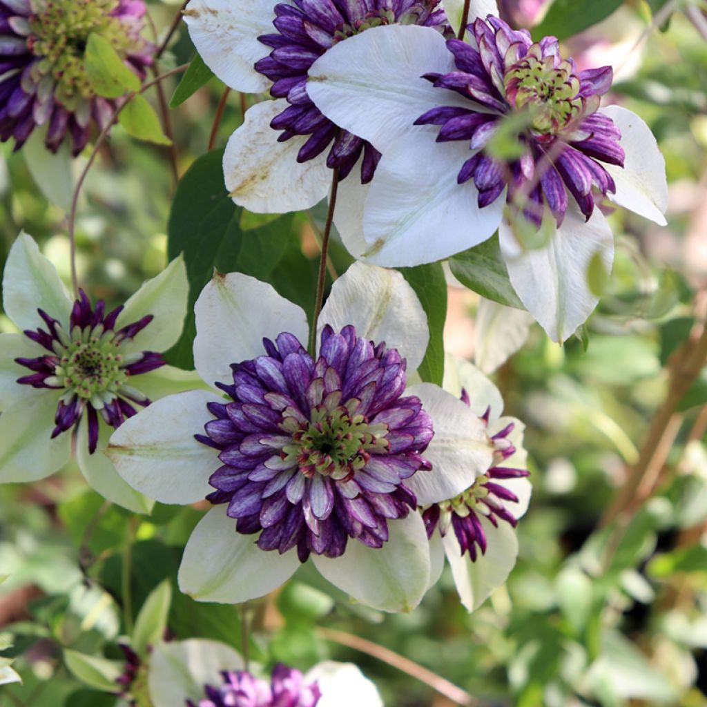 Clematis Viennetta - Bosrank