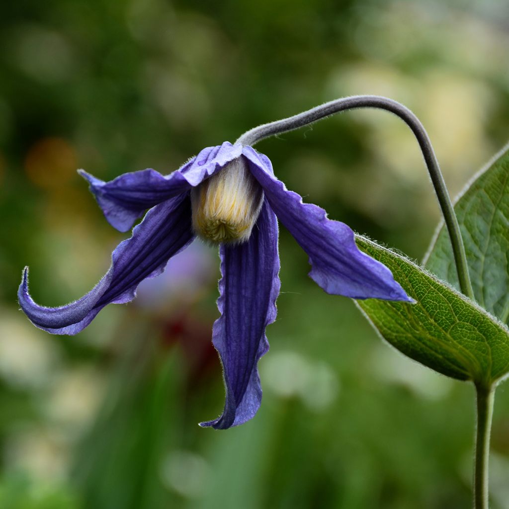 Clematis integrifolia - Struikclematis