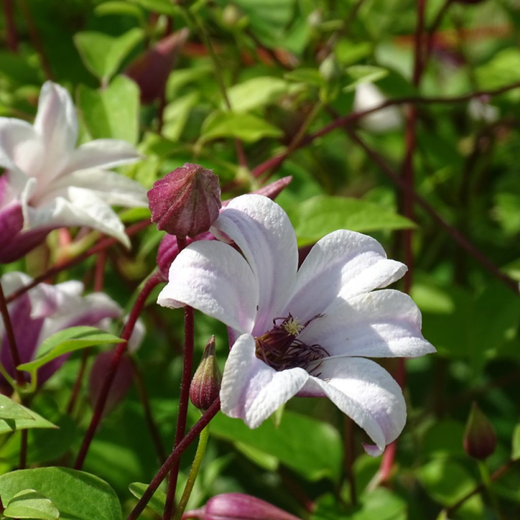 Clematis texensis Princess Kate - Bosrank