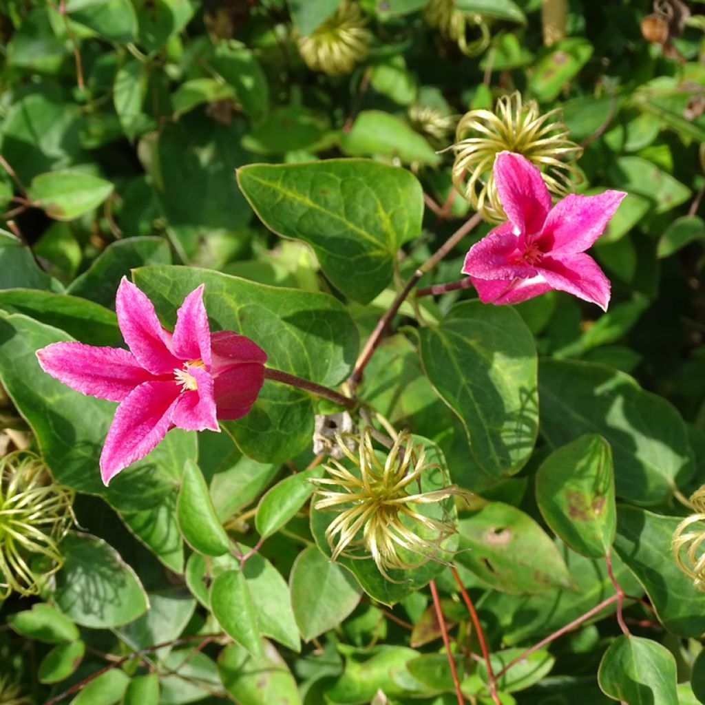 Clematis texensis Princess Diana - Bosrank