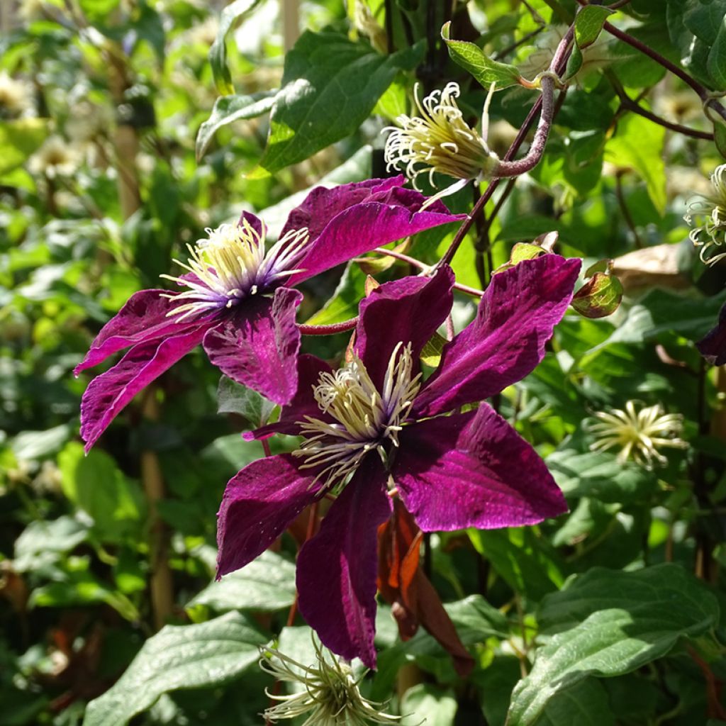 Clematis viticella Mme Julia Correvon - Italiaanse clematis