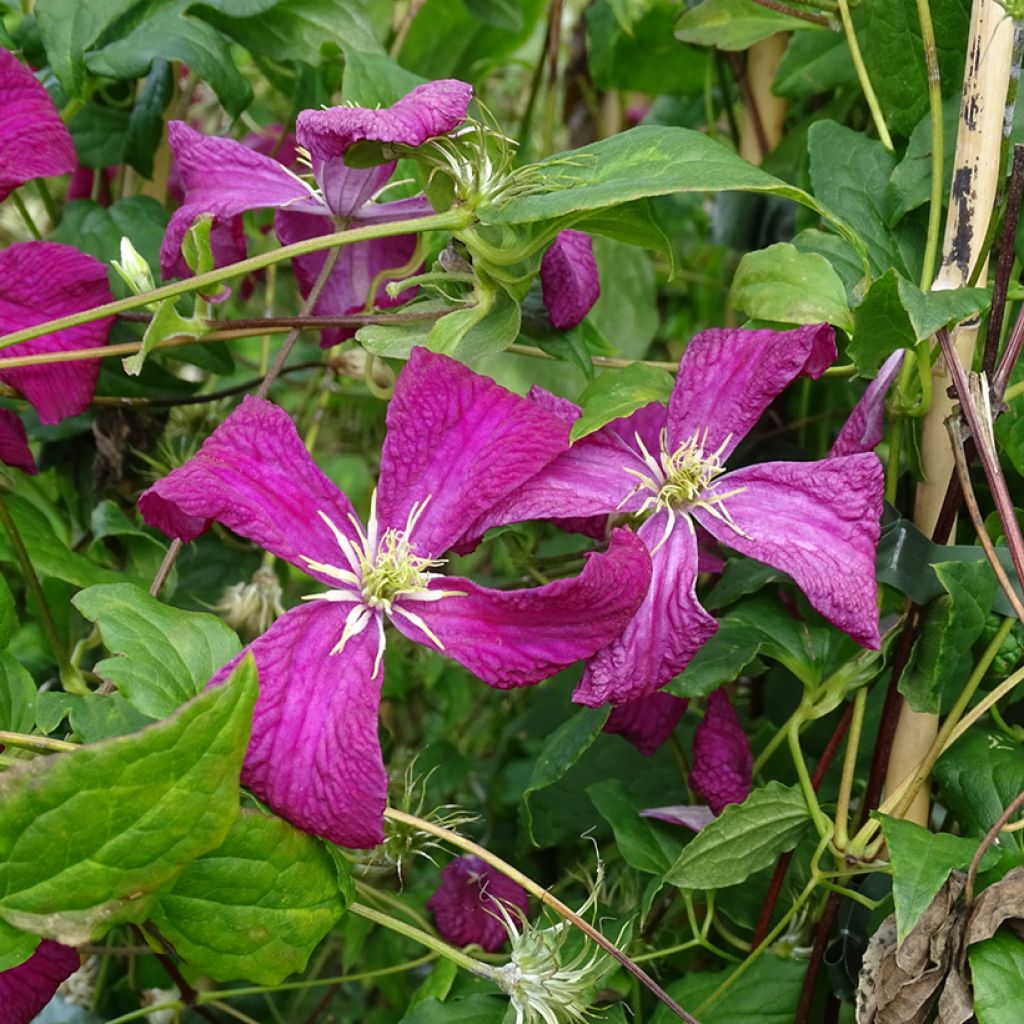 Clematis viticella Mme Julia Correvon - Italiaanse clematis