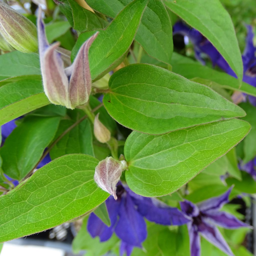 Clematis patens Viva la Vida - Bosrank