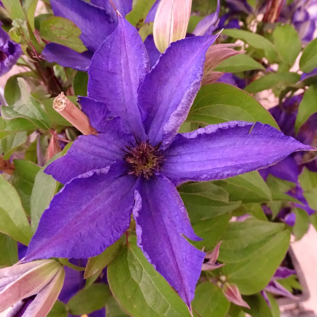 Clematis patens Viva la Vida - Bosrank