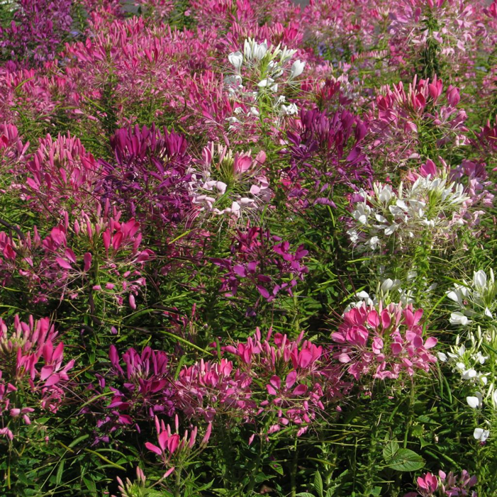 Cleome spinosa Colour Fountain (zaad) - Kattensnor
