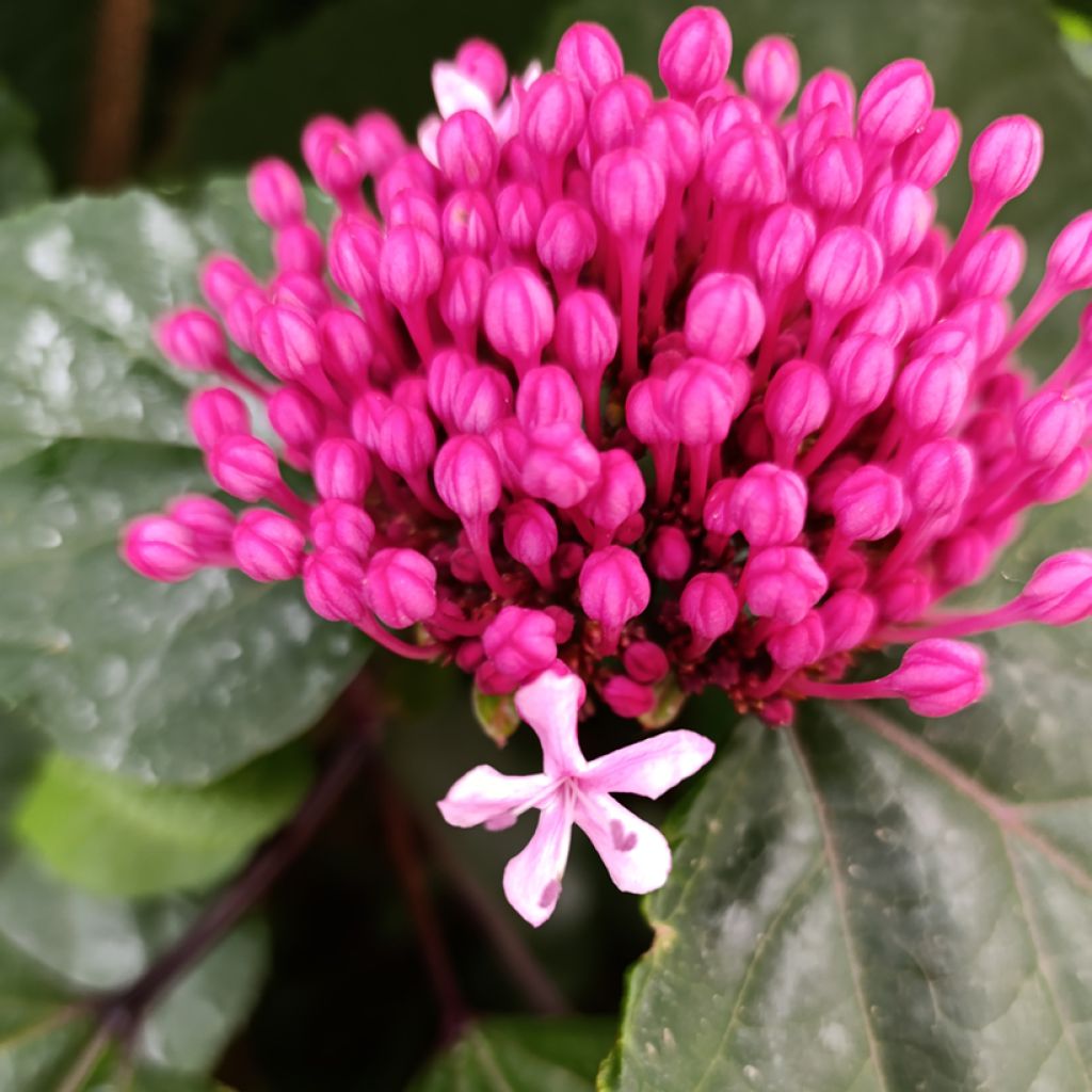 Clerodendrum bungei - Pindakaasstruik