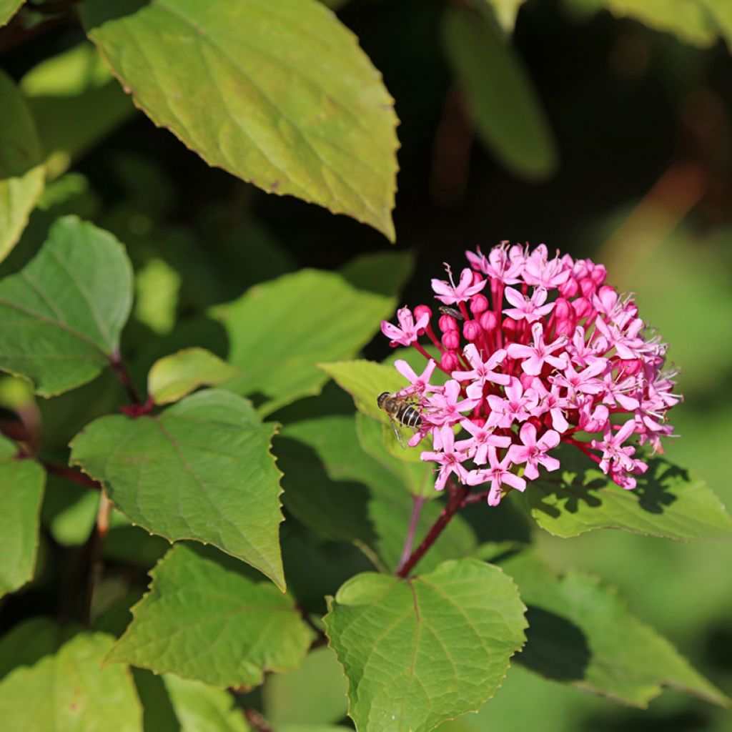 Clerodendrum bungei - Pindakaasstruik