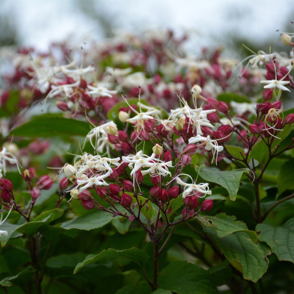 Clerodendrum trichotomum Purple Blaze - Kansenboom