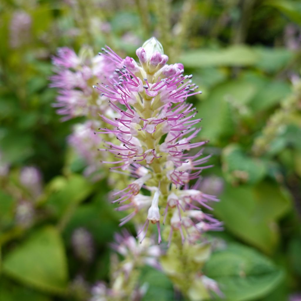 Clethra alnifolia Hummingbird - Schijnels