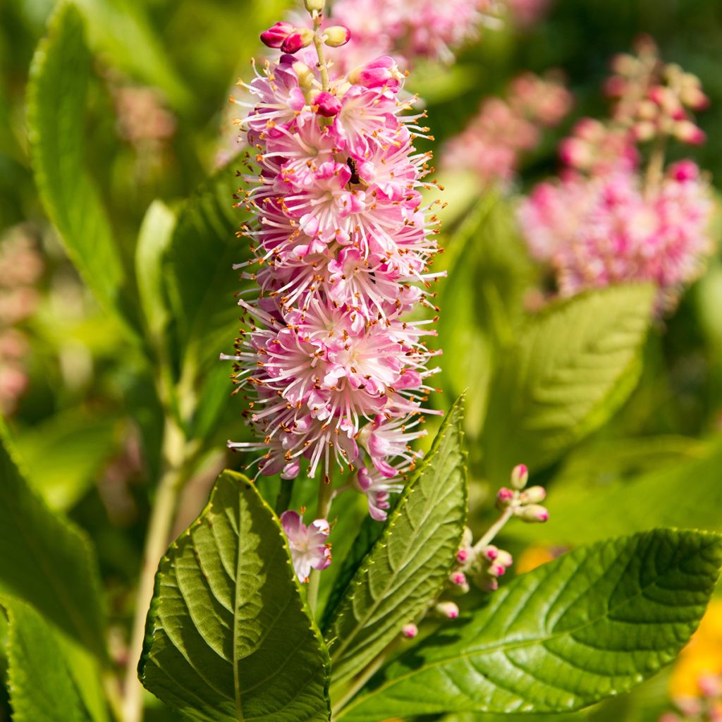 Clethra alnifolia Ruby Spice - Schijnels