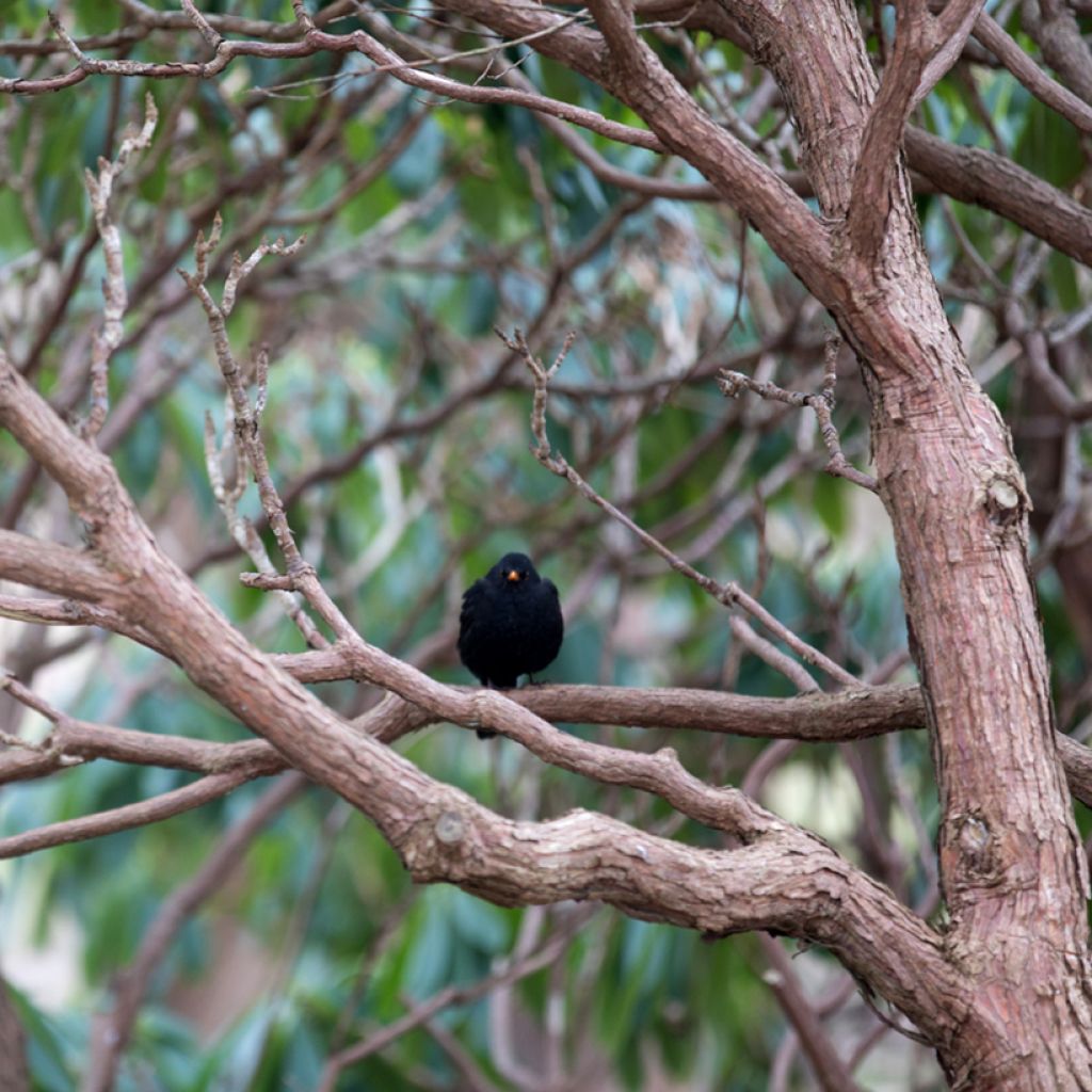 Clethra barbinervis - Schijnels