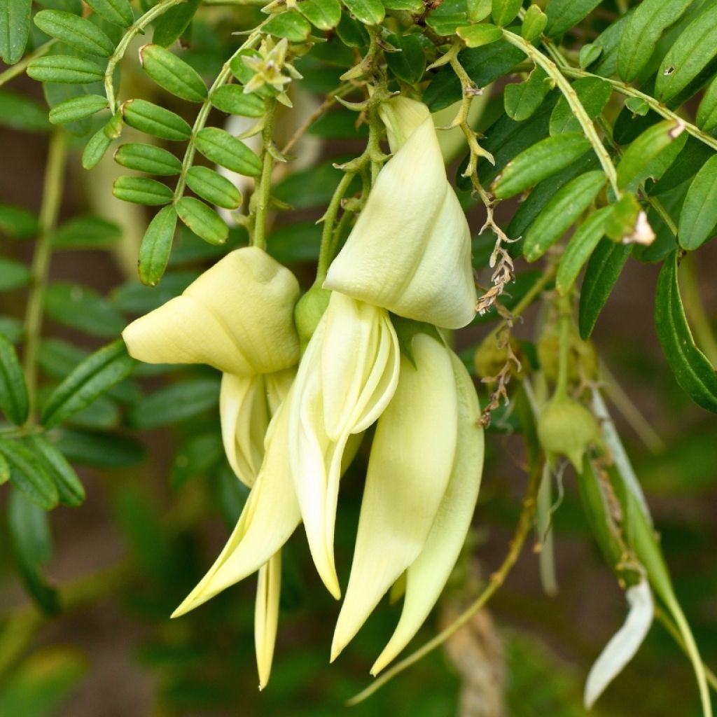 Clianthus puniceus White Heron - Papegaaiensnavel