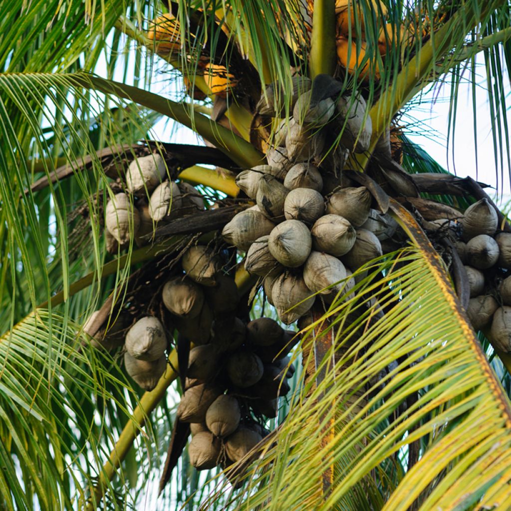 Cocos nucifera - Kokospalm