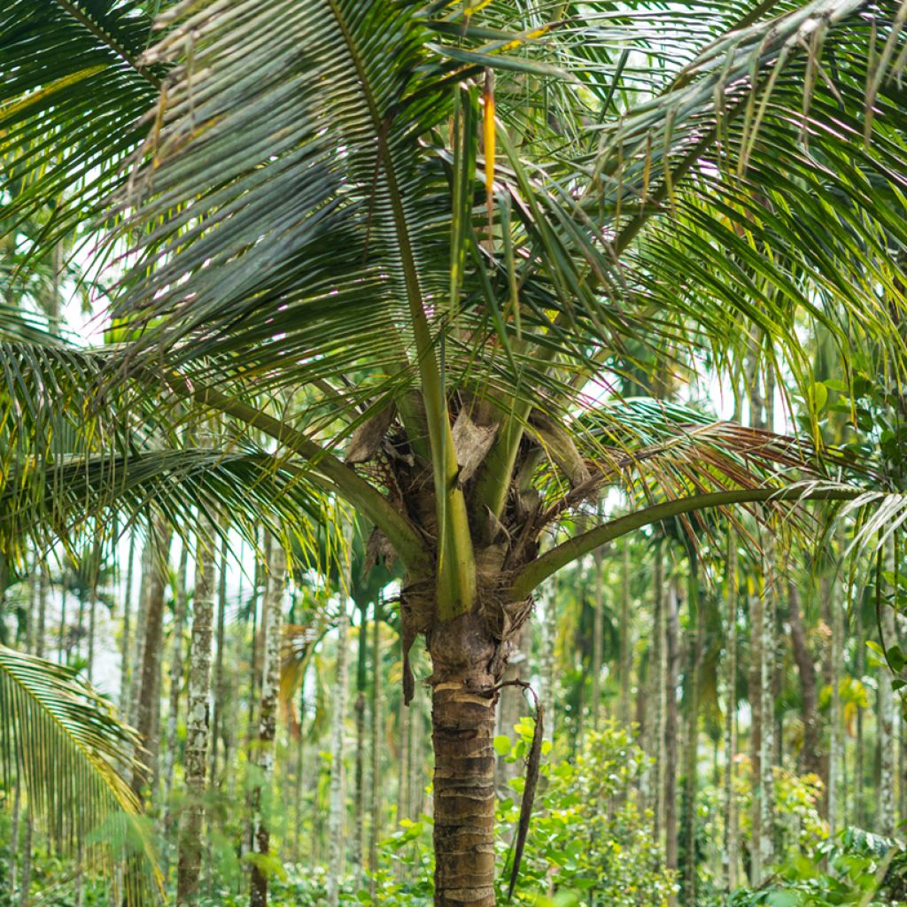 Cocos nucifera - Kokospalm