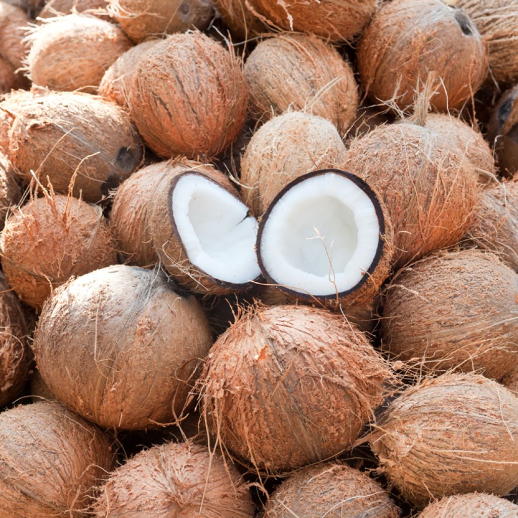 Cocos nucifera - Kokospalm