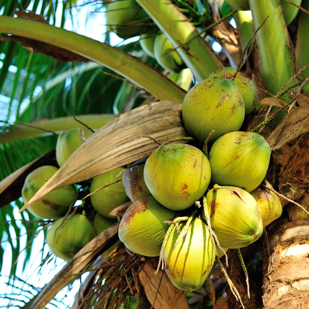 Cocos nucifera - Kokospalm