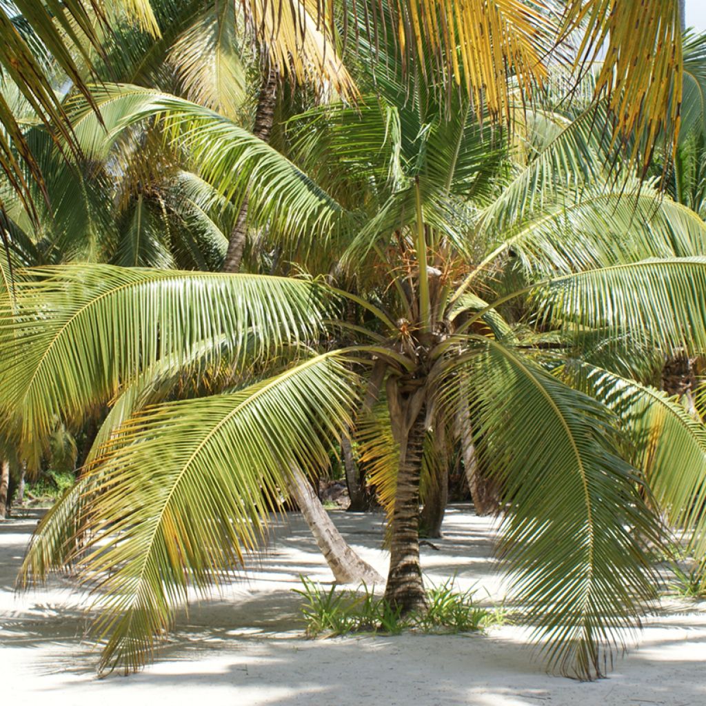 Cocos nucifera - Kokospalm