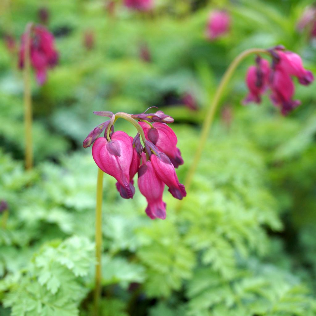 Dicentra King of Hearts - Gebroken hartje