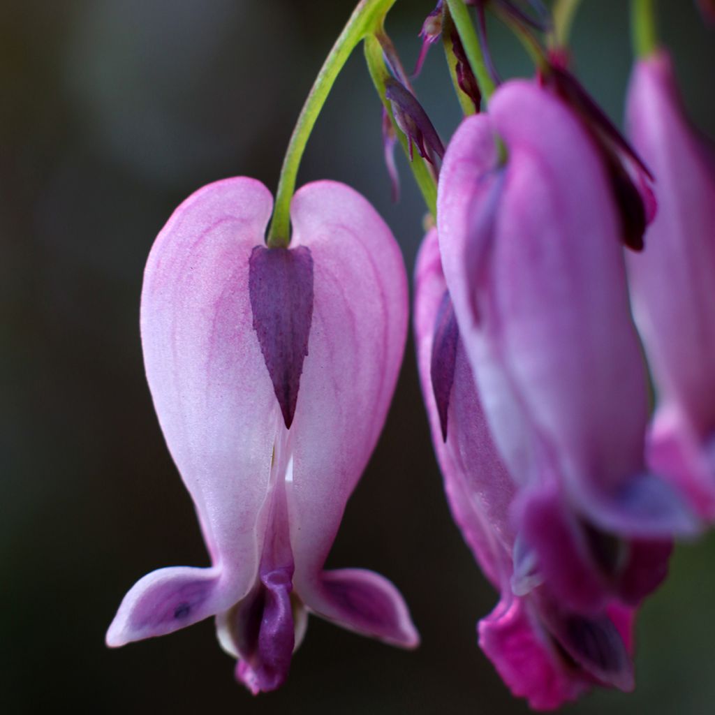 Dicentra King of Hearts - Gebroken hartje