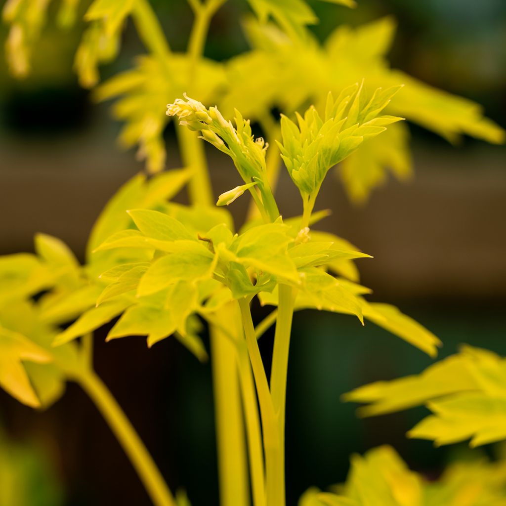 Dicentra spectabilis White Gold - Gebroken hartje