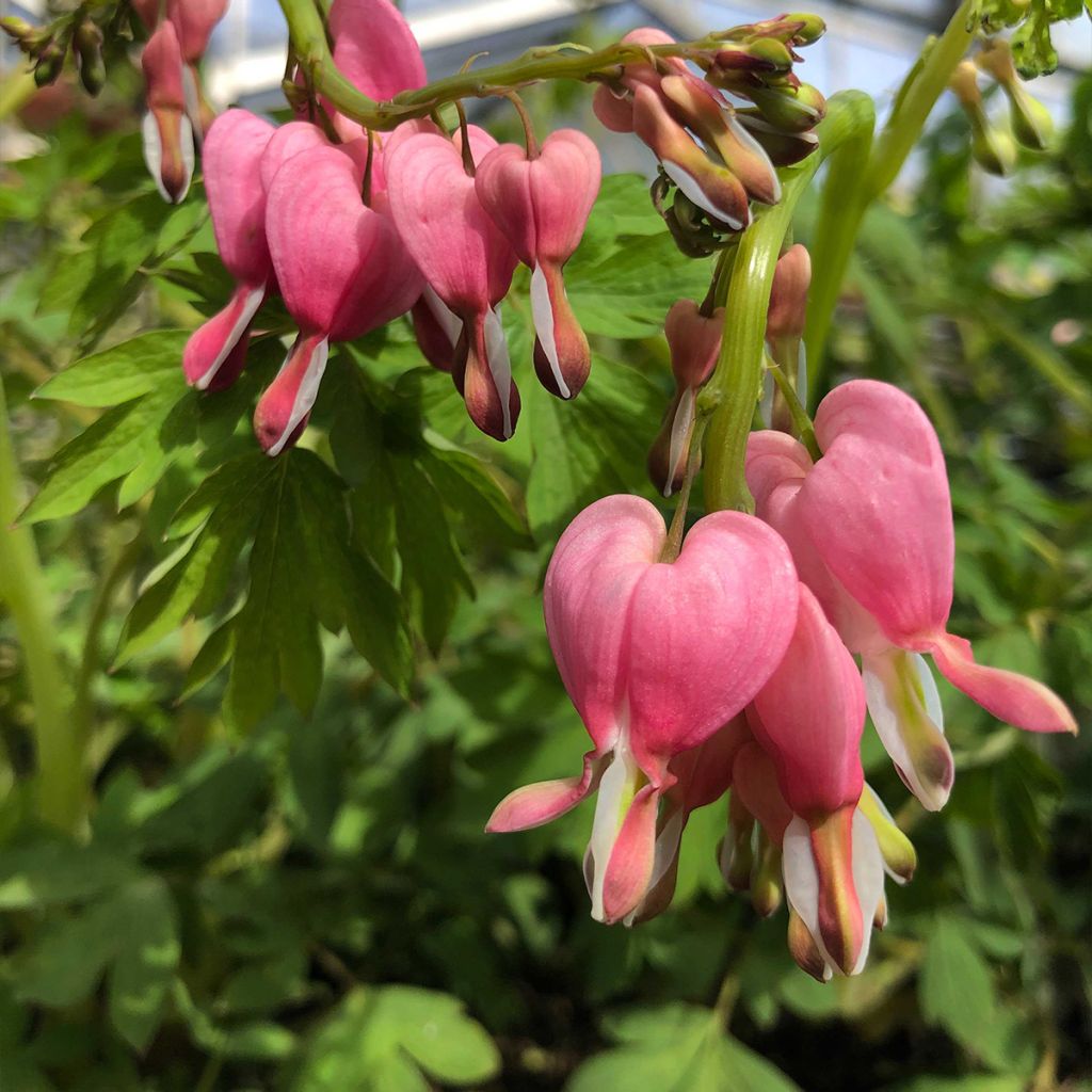 Dicentra spectabilis Roze - Gebroken hartje