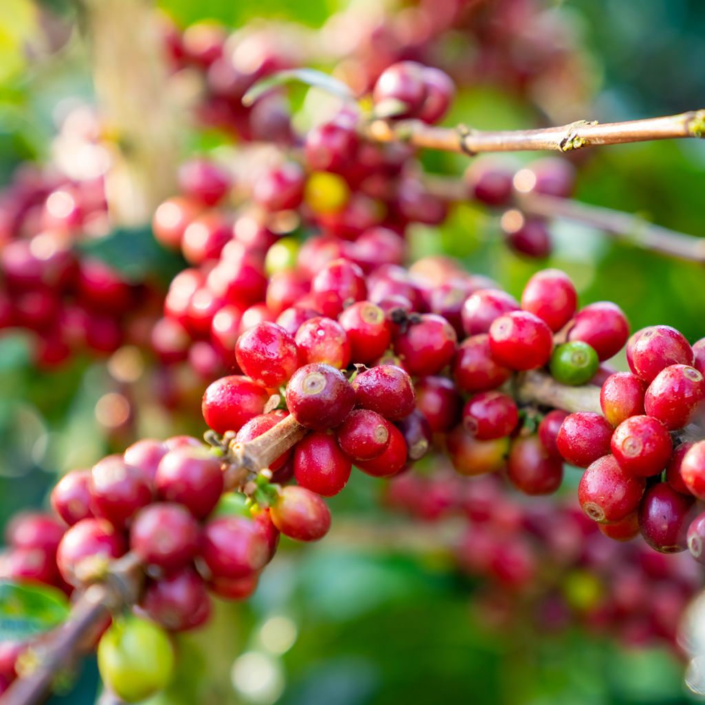 Koffieplant - Coffea arabica