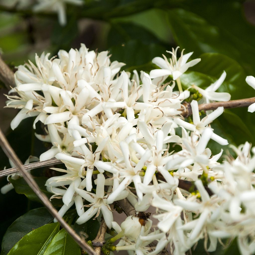 Koffieplant - Coffea arabica