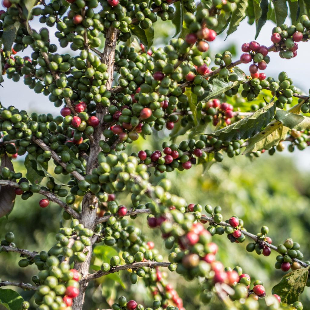 Koffieplant - Coffea arabica