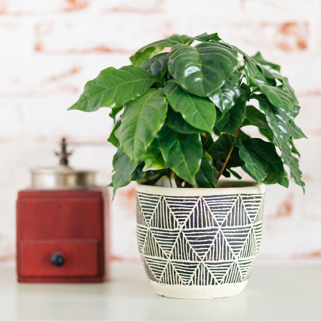 Koffieplant - Coffea arabica