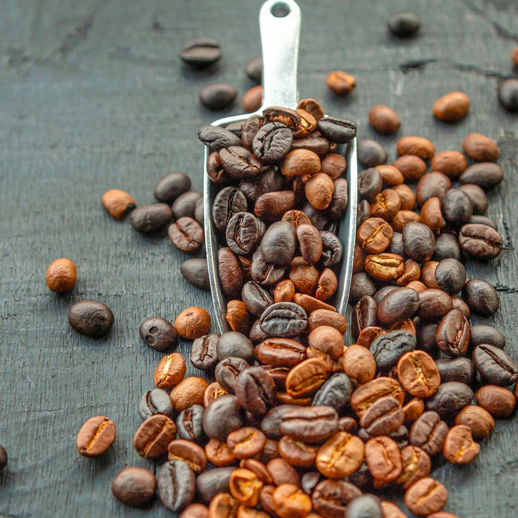 Koffieplant - Coffea arabica